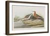 Illustration from 'Birds of America', 1827-38-John James Audubon-Framed Giclee Print