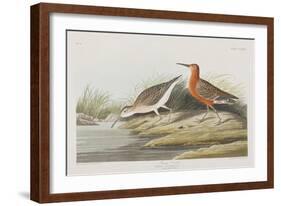 Illustration from 'Birds of America', 1827-38-John James Audubon-Framed Giclee Print