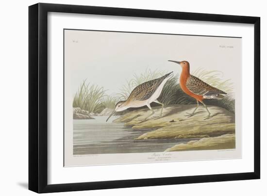 Illustration from 'Birds of America', 1827-38-John James Audubon-Framed Giclee Print