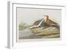 Illustration from 'Birds of America', 1827-38-John James Audubon-Framed Giclee Print