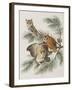 Illustration from 'Birds of America', 1827-38-John James Audubon-Framed Giclee Print