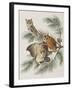 Illustration from 'Birds of America', 1827-38-John James Audubon-Framed Giclee Print