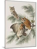 Illustration from 'Birds of America', 1827-38-John James Audubon-Mounted Giclee Print