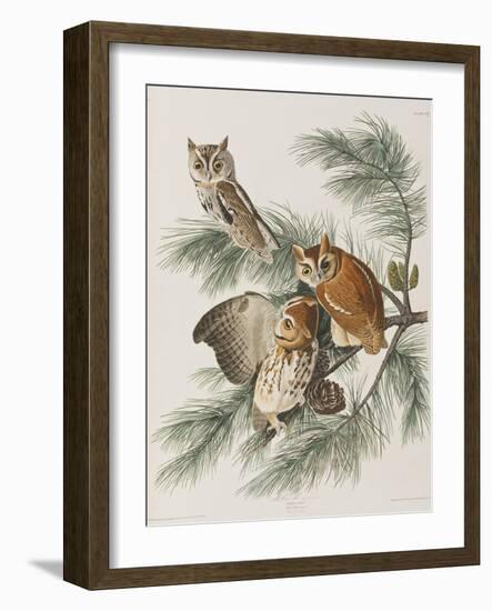 Illustration from 'Birds of America', 1827-38-John James Audubon-Framed Giclee Print