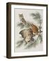 Illustration from 'Birds of America', 1827-38-John James Audubon-Framed Giclee Print