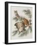 Illustration from 'Birds of America', 1827-38-John James Audubon-Framed Giclee Print