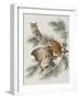 Illustration from 'Birds of America', 1827-38-John James Audubon-Framed Giclee Print