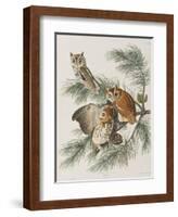 Illustration from 'Birds of America', 1827-38-John James Audubon-Framed Giclee Print