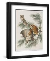 Illustration from 'Birds of America', 1827-38-John James Audubon-Framed Giclee Print