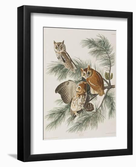 Illustration from 'Birds of America', 1827-38-John James Audubon-Framed Giclee Print