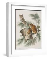 Illustration from 'Birds of America', 1827-38-John James Audubon-Framed Giclee Print