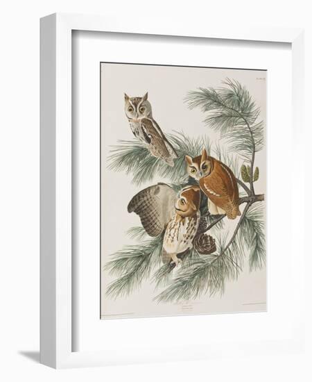 Illustration from 'Birds of America', 1827-38-John James Audubon-Framed Giclee Print