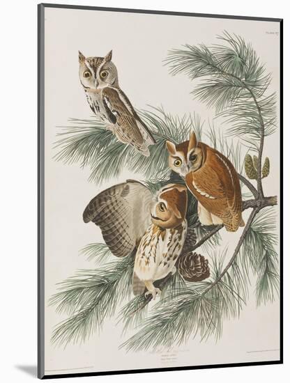 Illustration from 'Birds of America', 1827-38-John James Audubon-Mounted Giclee Print