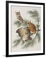 Illustration from 'Birds of America', 1827-38-John James Audubon-Framed Giclee Print