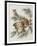 Illustration from 'Birds of America', 1827-38-John James Audubon-Framed Giclee Print