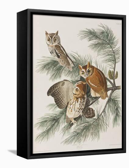 Illustration from 'Birds of America', 1827-38-John James Audubon-Framed Stretched Canvas