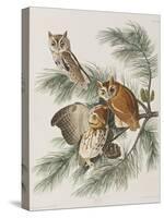 Illustration from 'Birds of America', 1827-38-John James Audubon-Stretched Canvas