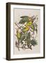 Illustration from 'Birds of America', 1827-38-John James Audubon-Framed Giclee Print