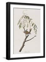 Illustration from 'Birds of America', 1827-38-John James Audubon-Framed Giclee Print