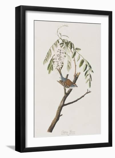 Illustration from 'Birds of America', 1827-38-John James Audubon-Framed Giclee Print