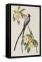 Illustration from 'Birds of America', 1827-38-John James Audubon-Framed Stretched Canvas