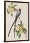 Illustration from 'Birds of America', 1827-38-John James Audubon-Framed Giclee Print