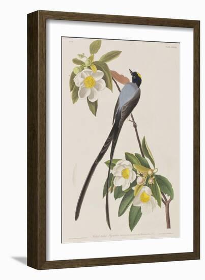 Illustration from 'Birds of America', 1827-38-John James Audubon-Framed Giclee Print