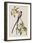 Illustration from 'Birds of America', 1827-38-John James Audubon-Framed Giclee Print