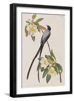 Illustration from 'Birds of America', 1827-38-John James Audubon-Framed Giclee Print