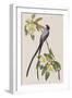 Illustration from 'Birds of America', 1827-38-John James Audubon-Framed Giclee Print