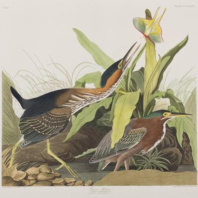https://imgc.allpostersimages.com/img/posters/illustration-from-birds-of-america-1827-38_u-L-Q1HOLGS0.jpg?artPerspective=n