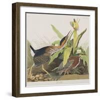 Illustration from 'Birds of America', 1827-38-John James Audubon-Framed Giclee Print