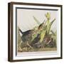 Illustration from 'Birds of America', 1827-38-John James Audubon-Framed Giclee Print