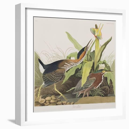 Illustration from 'Birds of America', 1827-38-John James Audubon-Framed Giclee Print