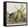 Illustration from 'Birds of America', 1827-38-John James Audubon-Framed Stretched Canvas