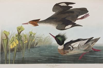 https://imgc.allpostersimages.com/img/posters/illustration-from-birds-of-america-1827-38_u-L-Q1HOLRL0.jpg?artPerspective=n