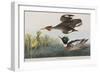 Illustration from 'Birds of America', 1827-38-John James Audubon-Framed Giclee Print