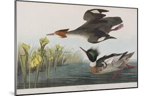 Illustration from 'Birds of America', 1827-38-John James Audubon-Mounted Giclee Print