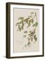 Illustration from 'Birds of America', 1827-38-John James Audubon-Framed Giclee Print