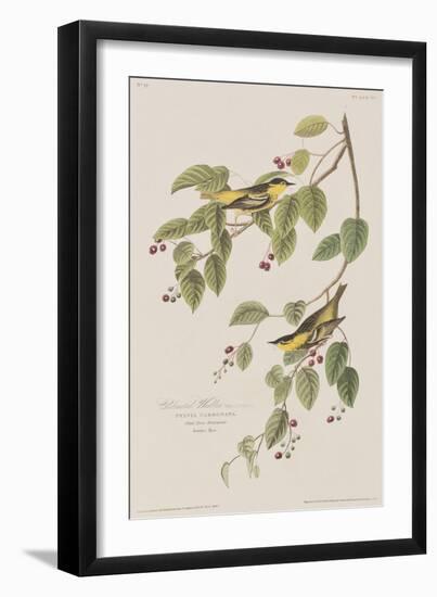 Illustration from 'Birds of America', 1827-38-John James Audubon-Framed Giclee Print