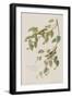 Illustration from 'Birds of America', 1827-38-John James Audubon-Framed Giclee Print