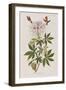 Illustration from 'Birds of America', 1827-38-John James Audubon-Framed Giclee Print