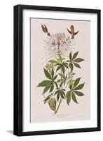 Illustration from 'Birds of America', 1827-38-John James Audubon-Framed Giclee Print