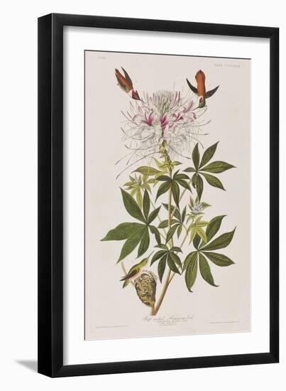 Illustration from 'Birds of America', 1827-38-John James Audubon-Framed Giclee Print