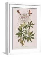 Illustration from 'Birds of America', 1827-38-John James Audubon-Framed Giclee Print