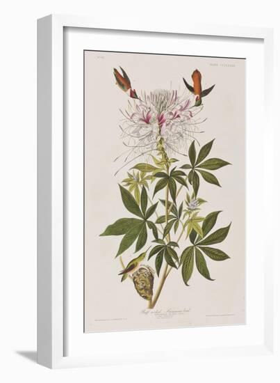 Illustration from 'Birds of America', 1827-38-John James Audubon-Framed Giclee Print