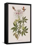 Illustration from 'Birds of America', 1827-38-John James Audubon-Framed Stretched Canvas