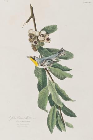 https://imgc.allpostersimages.com/img/posters/illustration-from-birds-of-america-1827-38_u-L-Q1HOMCY0.jpg?artPerspective=n