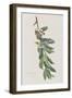 Illustration from 'Birds of America', 1827-38-John James Audubon-Framed Giclee Print