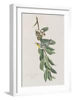 Illustration from 'Birds of America', 1827-38-John James Audubon-Framed Giclee Print